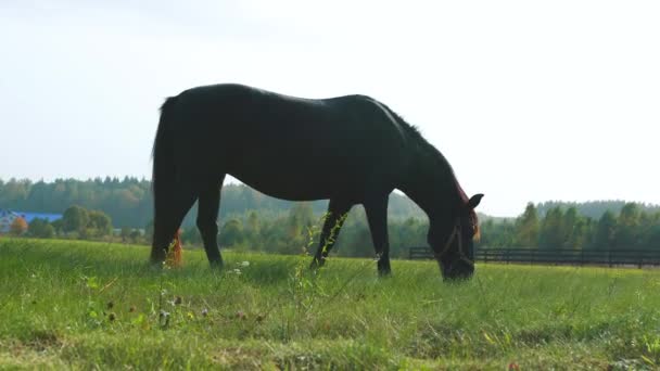 Schwarzes Pferd Kaut Sonnigem Tag Grünes Gras Auf Der Weide — Stockvideo