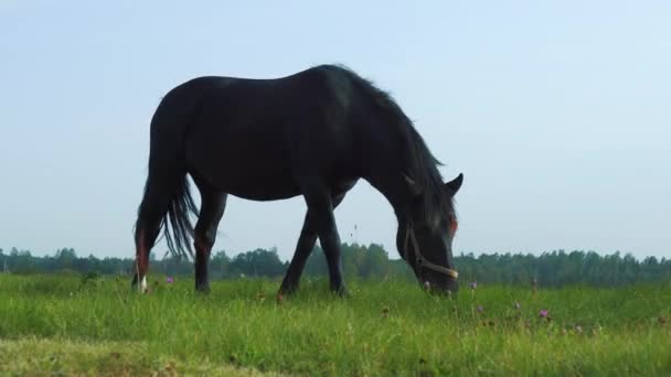 Schwarzes Pferd Kaut Sonnigem Tag Grünes Gras Auf Der Weide — Stockvideo