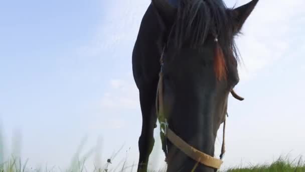 Dark Brown Horse Chewing Green Grass Meadow Sunny Day — Stock Video