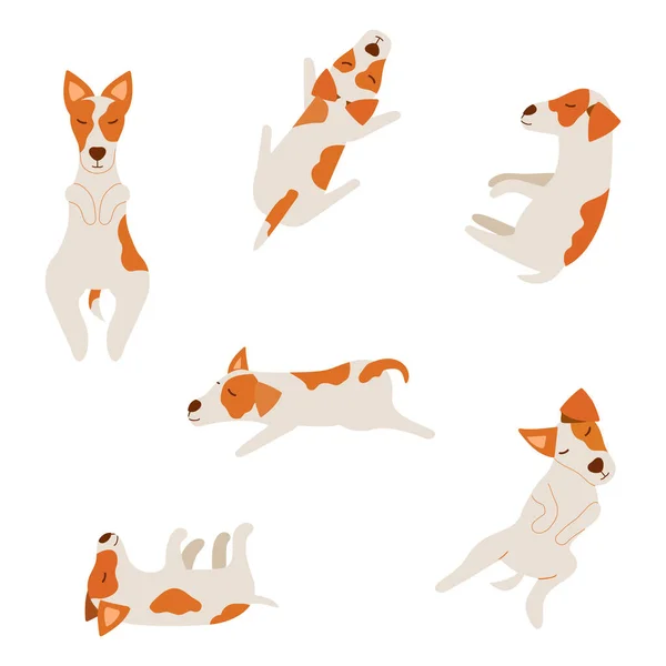 Bir çift şirin Jack Russell Terrier. Farklı pozlarda uyuyan köpekler.