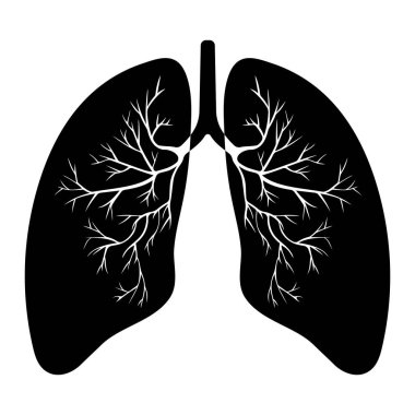 İnsan akciğer anatomisi. Solunum yolu hastalığı. Solunum sistemleri