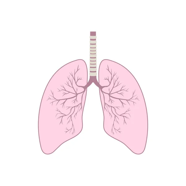 Lidská Plicní Anatomie Onemocnění Dýchacích Cest Respirační Systém — Stockový vektor