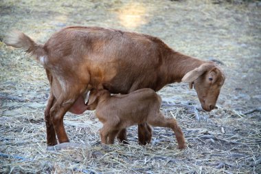 Keçi yavrusunu dışarıda emziriyor.