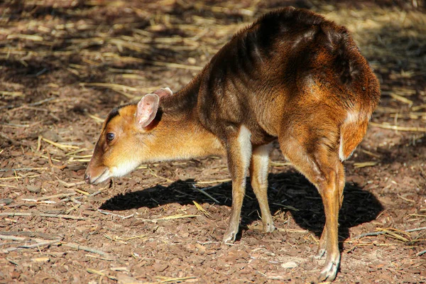 Muntjac Ladridos Ciervos Busca Comida — Foto de Stock