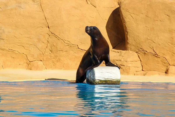 Leão Marinho Sul Americano Encostado Tronco Durante Uma Exposição Parque — Fotografia de Stock