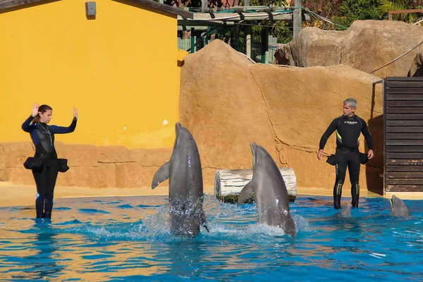 Deniz parkındaki bir sergide spor ayakkabılarıyla birkaç yunus. Benalmadena, İspanya - 22 Aralık 2018.