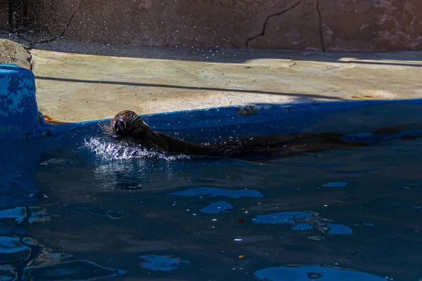 Sea Lion Swimming Face Pool Sticking Its Nose Out Water — Stock Photo, Image