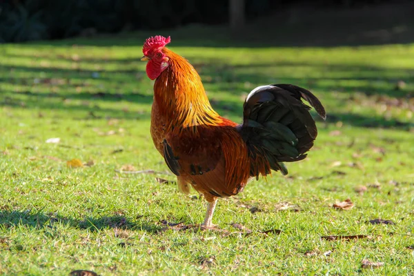 Rooster Sunny Green Grass Stock Image