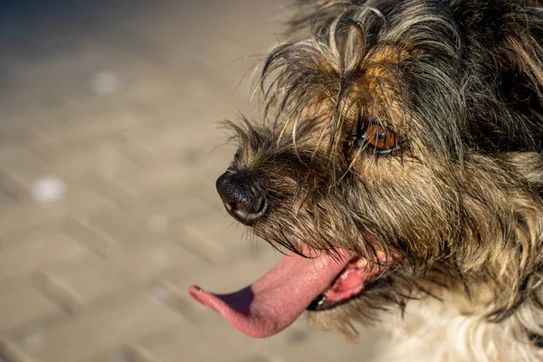 Dilini dışarı çıkaran köpek portresi. Boşluğu kopyala, kenar görünüm.