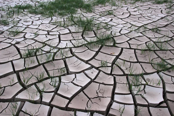 Dry cracked earth with animal footprints. Global warming. Broken soil.