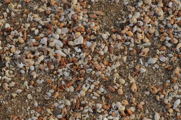 Conchas Bonitas Coloridas Areia Praia Verão Coleção Conchas Ver Imagem — Fotografia de Stock