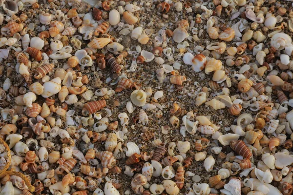 Влітку Пляжі Являються Чудові Барвисті Мушлі Колекція Морських Мушель — стокове фото
