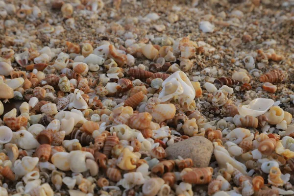 Conchas Bonitas Coloridas Areia Praia Verão Coleção Conchas Ver Imagem — Fotografia de Stock