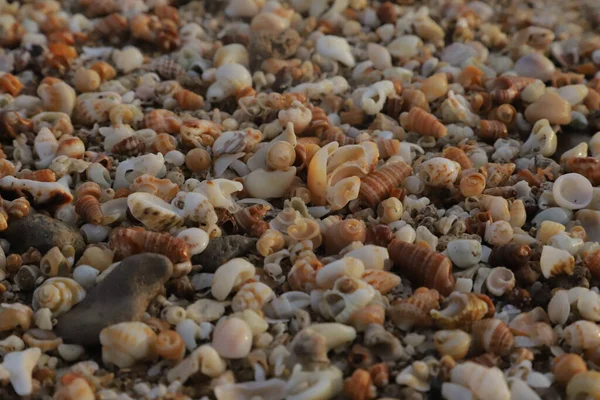 Conchas Bonitas Coloridas Areia Praia Verão Coleção Conchas Ver Imagem — Fotografia de Stock
