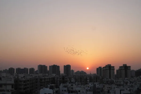 Vogels Vliegen Lucht Vogel Met Uitzicht Lucht Stad India Zonsopkomst — Stockfoto