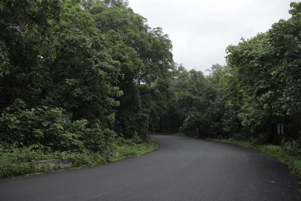 Foggy Straight Redwood Highway India — Stock Photo, Image