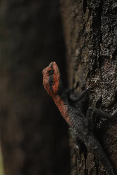 Oriental Garden Lizard Agama Red Head — Stock Photo, Image