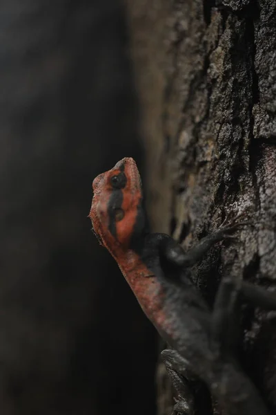 Lagarto Jardim Oriental Agama Com Cabeça Vermelha — Fotografia de Stock