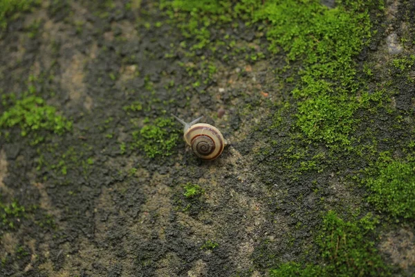 Caracol Grande Concha Arrastrándose Por Carretera Día Verano Jardín — Foto de Stock