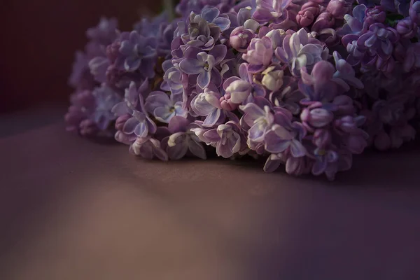 koyu renklerde mor leylak.