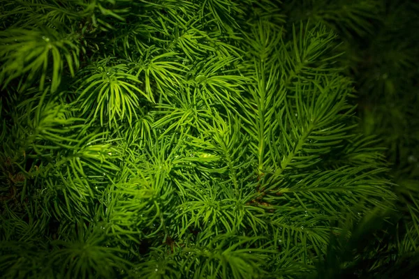 Yeşil iğneli ringa kemiği dalları koyu renkli bir anahtarda sağlam bir arka plan.