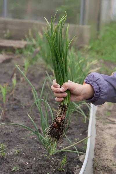 Elleri taze yeşil soğan tutuyor ve kökleri yerden yeni koparılmış. hasat.