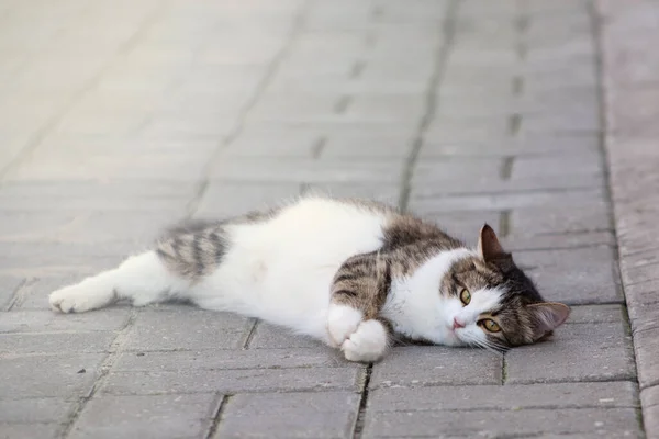 Kaldırımda yatan sevimli kedi. Dinleniyor.