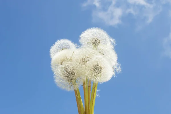 Beyaz bulutlu mavi gökyüzüne karşı bir buket karahindiba. Yaz konsepti.