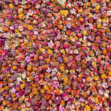 Vahşi Çilek (Fragaria viridis) çayırda. Fragaria viridis o