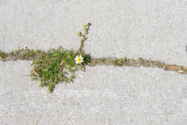 アスファルトの隙間に草が生えています カモミールの花はアスファルトから成長し — ストック写真