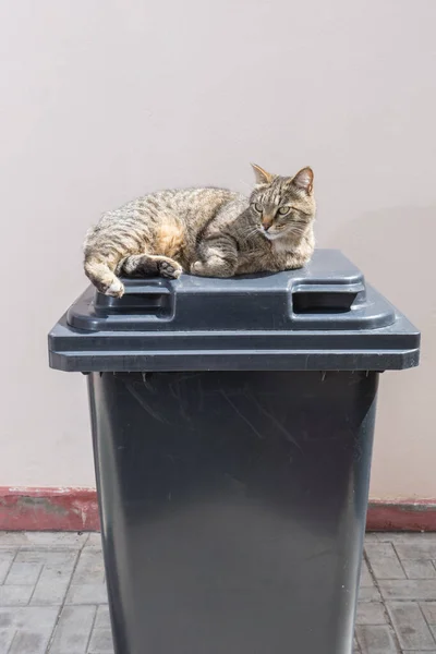 Kočka Ležící Uzavřeném Odpadkovém Koši Zdi — Stock fotografie