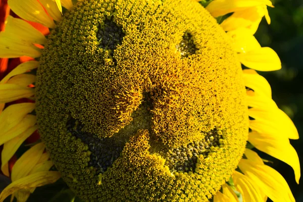 smiley on a sunflower flower. image of a happy face of a lion on a sunflower.