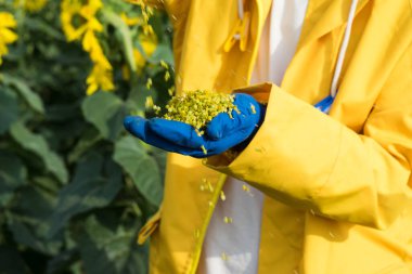Bir adam şeffaf bir kabın içinde meyve taşıyan ayçiçeği toplar. parlak renkler, sanat fotoğrafı