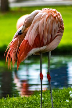Amerikan flamingosu gölde yüzüyor. Calgary hayvanat bahçesi, Calgary, Alberta, Kanada