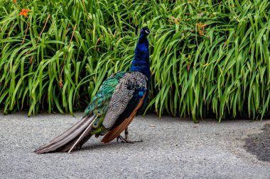 Peacock kasıla kasıla yürüyor. Calgary hayvanat bahçesi, Calgary, Alberta, Kanada