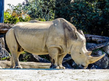 Bölgesinde devriye gezen beyaz gergedan. Auckland Hayvanat Bahçesi, Auckland, Yeni Zelanda