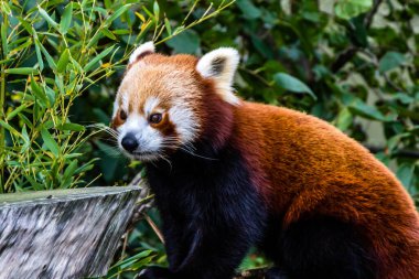 Kızıl panda etrafta dolanıp ağaçta oynuyor. Auckland Hayvanat Bahçesi, Auckland, Yeni Zeland