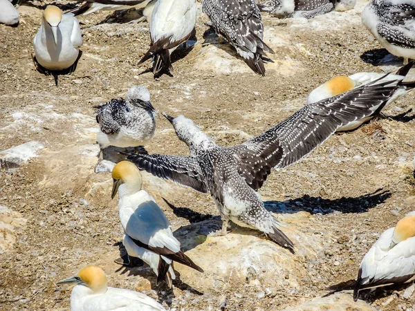 Basstölpel Sammeln Sich Während Der Paarungszeit Murawai Beach Auckland Neuseeland — Stockfoto