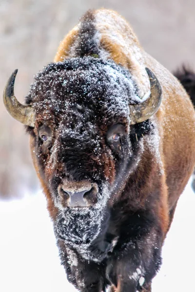 Bison Sent Vintern Elk Island National Park Alberta Kanada — Stockfoto
