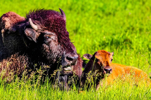 Bizon ineği ve buzağı tarlada dinleniyor. Elk Adası Ulusal Parkı, Alberta, Kanada