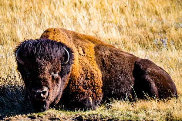 Bison Deitado Relva Alta Waterton Lakes National Park Alberta Canadá — Fotografia de Stock