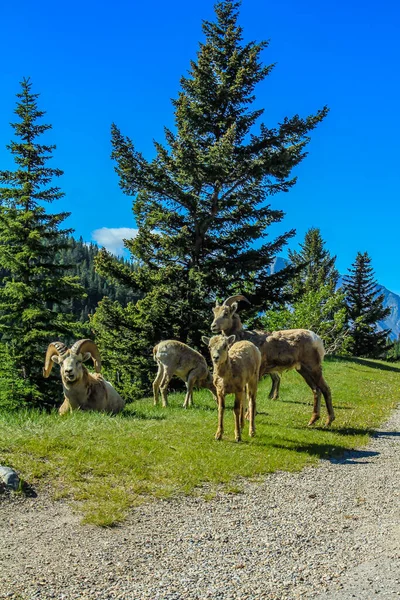 Ovelha Montanha Rochosa Encosta Beira Estrada Banff National Park Alberta — Fotografia de Stock