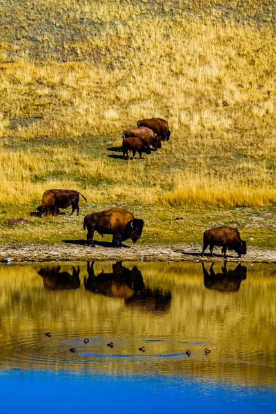 Bison Chuva Elk Island National Park Alberta Canadá — Fotografia de Stock