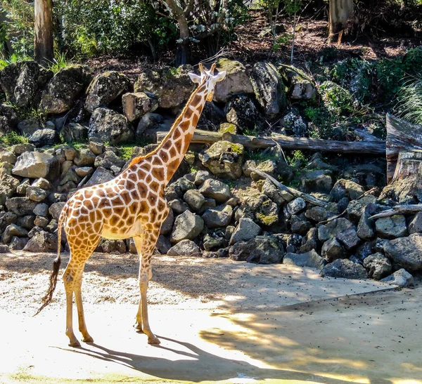 Girafa Pega Lanche Rápido Uma Árvore Auckland Zoo Auckland Nova — Fotografia de Stock