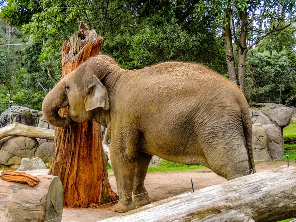 Aisan elephant checks out a log.. Auckland Zoo, Auckland, New Zealand