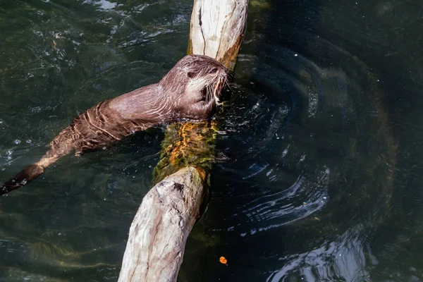 Lontra Garra Curta Nadando Seu Buraco Natação Auckland Zoo Auckland — Fotografia de Stock