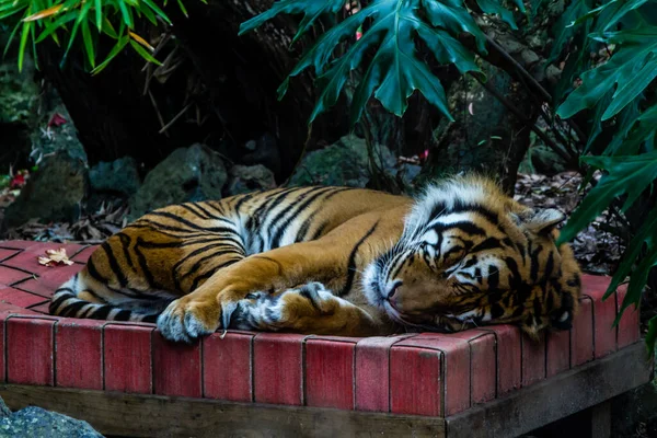 Sumatranský Tygr Leží Posteli Zoologická Zahrada Auckland Auckland Nový Zéland — Stock fotografie