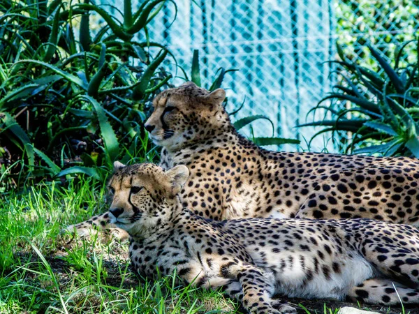 Cheetahs Rest Grass Platforms Auckland Zoo Auckland New Zealand — Stock Photo, Image