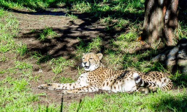 Cheetahs Rest Grass Platforms Auckland Zoo Auckland New Zealand — Stock Photo, Image