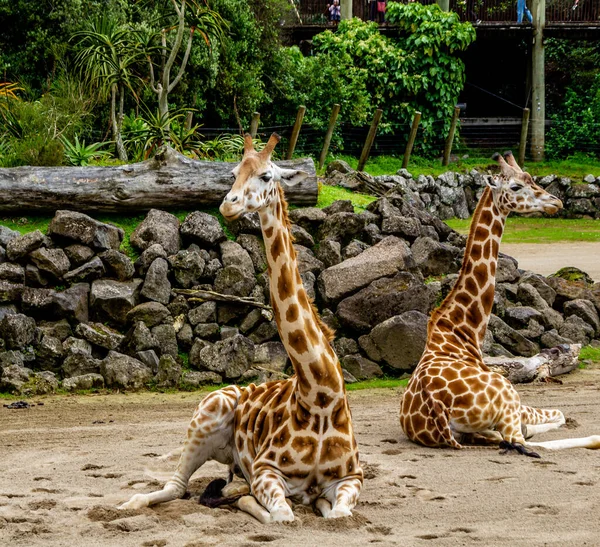 Girafa Faz Uma Pausa Senta Chão Auckland Zoo Auckland Nova — Fotografia de Stock